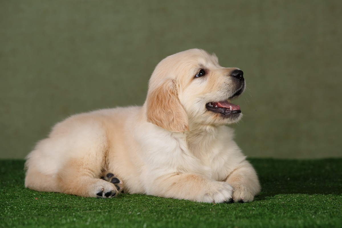 Здоровые щенки